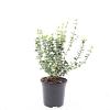 Euonymus fort. 'Emerald Gaiety' Pot 1,5 liter