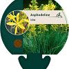 Asphodeline lutea Pot 9 cm