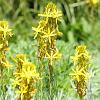 Asphodeline lutea Pot 9 cm