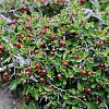 Frangula alnus Pot 20 Liter 175 - 200 cm