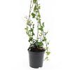 Hedera helix Pot 1,5 liter