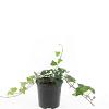 Hedera helix Pot 1,5 liter