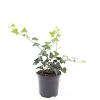 Hedera helix Pot 1,5 liter