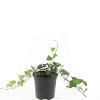 Hedera helix Pot 1,5 liter