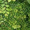 Lonicera pileata Pot 1,5 liter