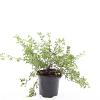 Potentilla f. 'Abbotswood' Pot 1,5 liter