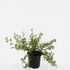 Potentilla f. 'Abbotswood' Pot 1,5 liter