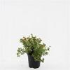 Potentilla f. 'Red Ace' Pot 1,5 liter