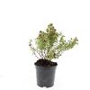Potentilla f. 'Red Ace' Pot 1,5 liter