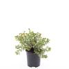 Potentilla f. 'Red Ace' Pot 1,5 liter