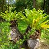 Asplenium scol. 'Cristatum' Pot 9 cm