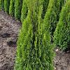 Thuja occ. 'Smaragd' Kluit 100 - 125 cm
