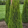 Thuja occ. 'Smaragd' Kluit 125 - 150 cm