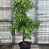 Malus d. 'Elstar' Pot 65 Liter (Stamomtrek 20-25 cm) Oud Fruit