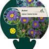 Aster alpinus 'Dunkle Schöne' Pot 9 cm
