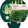 Kniphofia 'Little Maid' Pot 9 cm