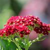 Achillea m. 'Red Beauty' Pot 9 cm