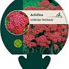 Achillea m. 'Red Beauty' Pot 9 cm