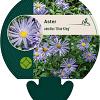 Aster amellus 'Blue King' Pot 9 cm
