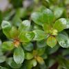 Escallonia 'Red Dream' Pot 3 Liter 
