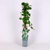 Hydrangea petiolaris Pot 2 Liter