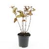 Hypericum andr. 'Albury Purple' Pot 1,5 liter