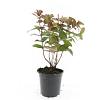 Hypericum andr. 'Albury Purple' Pot 1,5 liter
