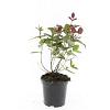 Hypericum andr. 'Albury Purple' Pot 1,5 liter