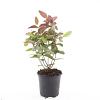 Hypericum andr. 'Albury Purple' Pot 1,5 liter