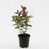 Hypericum andr. 'Albury Purple' Pot 1,5 liter