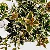 Osmanthus heter. 'Variegatus' Pot 2,5 Liter