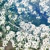 Aster ericoides 'Snowflurry' Pot 9 cm