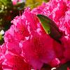 Rhododendron (F) 'Scarlet Wonder' Pot 2 Liter