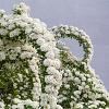 Spiraea arguta Pot 3 Liter 