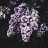 Syringa Dark Purple Pot 10 liter Laagstam