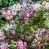 Weigela 'Nana Variegata' Pot 3 Liter 