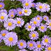Aster (D) 'Herbstgr. v. Bresserhof' Pot 9 cm