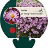 Aster (D) 'Herbstgr. v. Bresserhof' Pot 9 cm