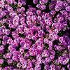 Aster (D) 'Kassel' Pot 9 cm
