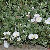 Convolvulus cneorum Pot 2 Liter