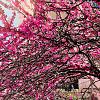 Cercis chinensis 'Avondale' Pot 5 Liter 
