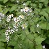 Aster macrophyllus 'Albus' Pot 9 cm