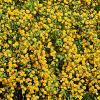 Kerria jap. 'Pleniflora' Pot 5 Liter 