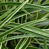 Carex morrowii 'Ice Dance' Pot 3 Liter 