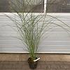 Miscanthus sin. 'Gracillimus' Pot 5 Liter 