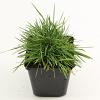 Koeleria glauca Pot 9 cm