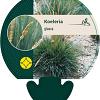 Koeleria glauca Pot 9 cm