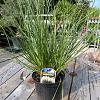 Cortaderia s. Tiny Pampa Pot 5 Liter 
