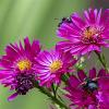 Aster n.-b. 'Crimson Brocade' Pot 9 cm