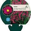 Aster n.-b. 'Crimson Brocade' Pot 9 cm
